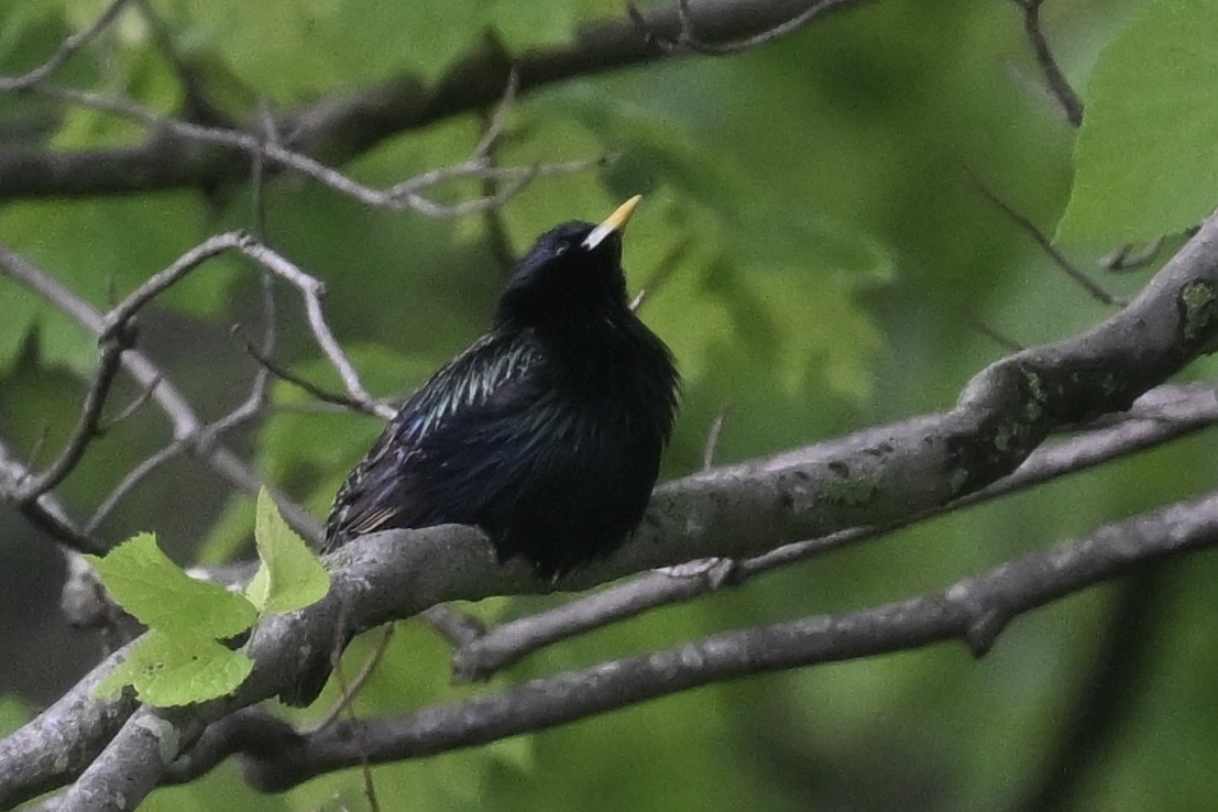 歐洲椋鳥 - ML636615715