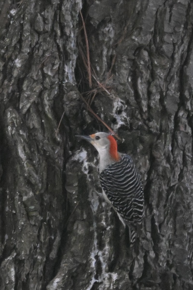 Red-bellied Woodpecker - ML636615876