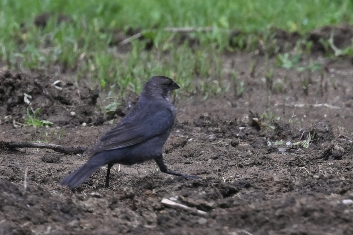 Brown-headed Cowbird - ML636615889