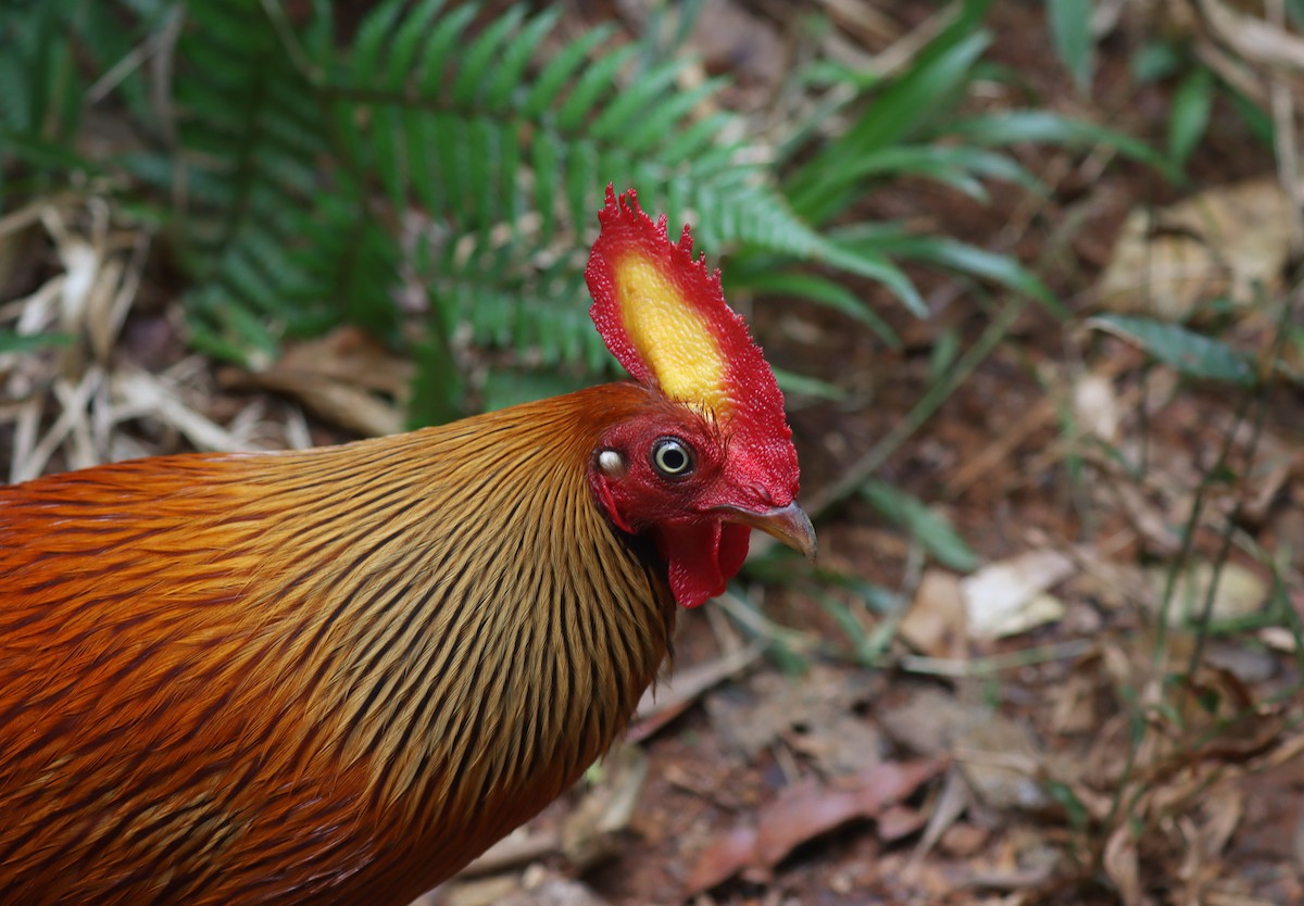 Sri Lanka Junglefowl - ML636615890