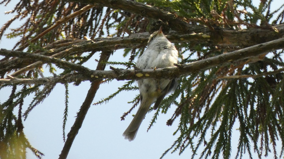 Japanese Bush Warbler - ML636615944