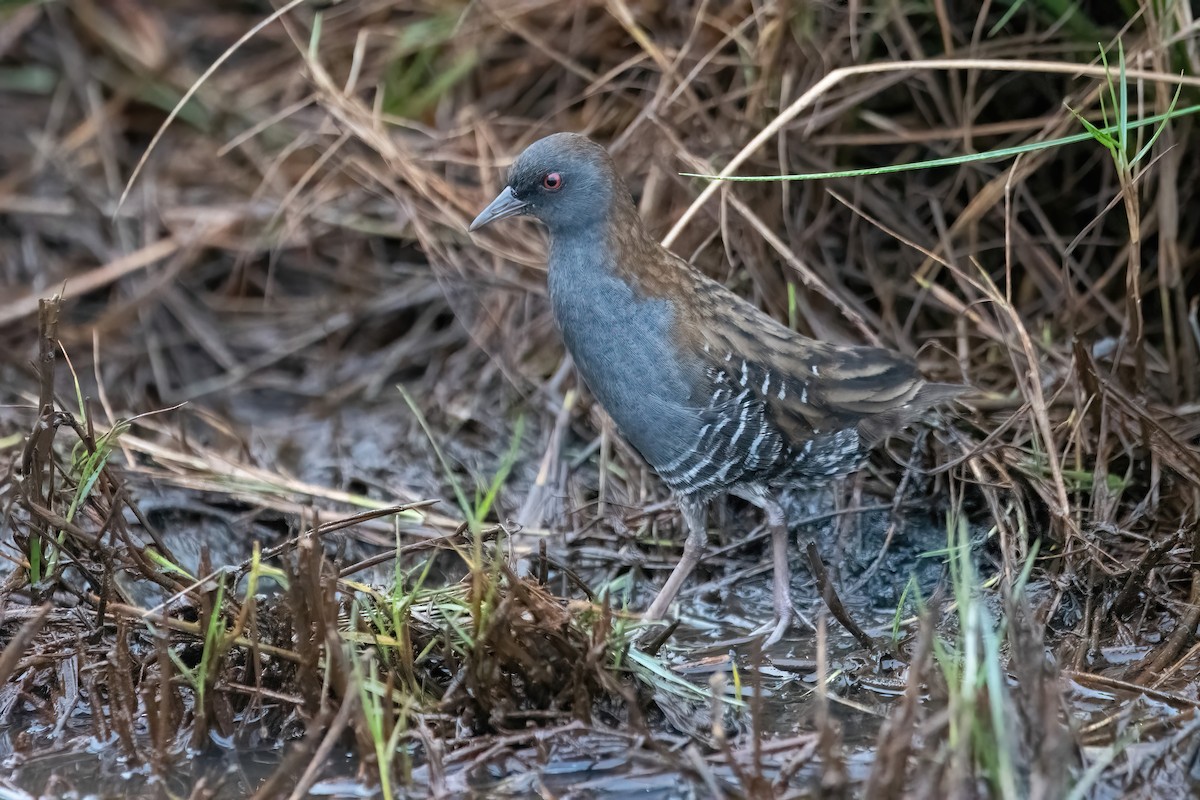 Dot-winged Crake - ML636616004