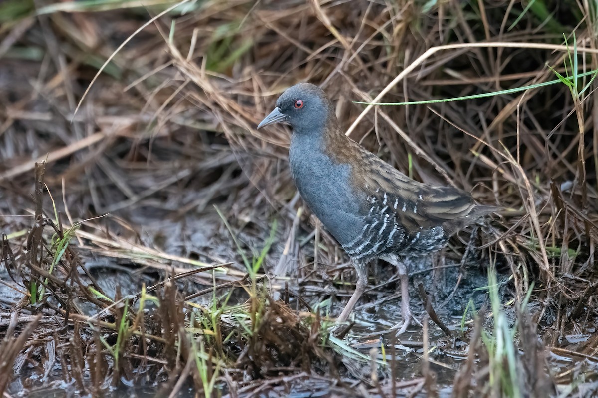 Dot-winged Crake - ML636616005