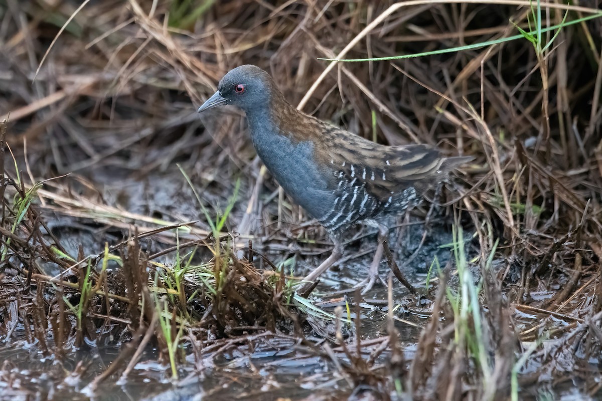 Dot-winged Crake - ML636616006