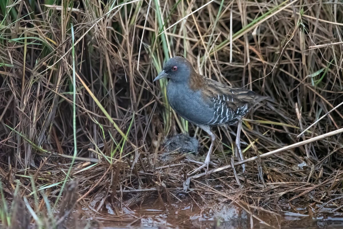 Dot-winged Crake - ML636616007