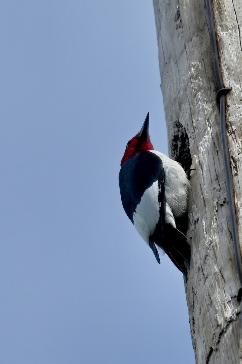 Red-headed Woodpecker - ML636616041