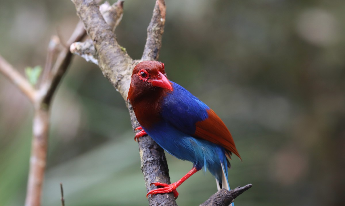 Sri Lanka Blue-Magpie - ML636616043