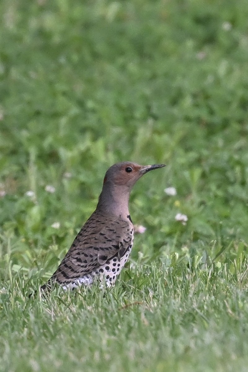 Northern Flicker - ML636616053
