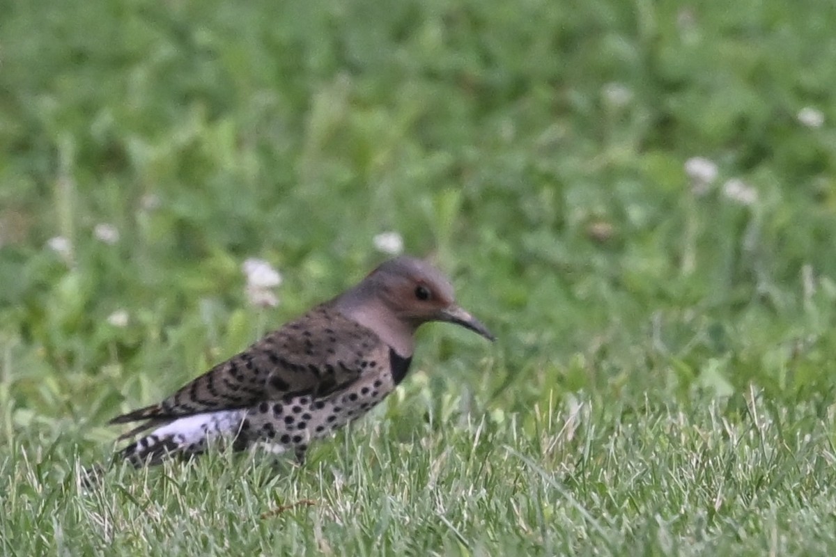 Northern Flicker - ML636616087