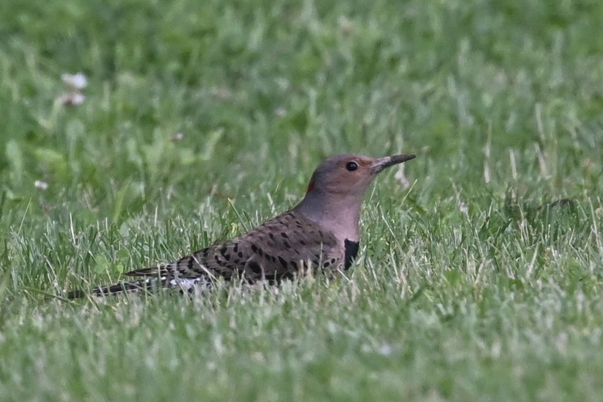 Northern Flicker - ML636616091