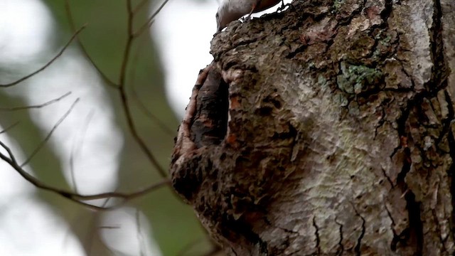 White-breasted Nuthatch (Eastern) - ML636616215