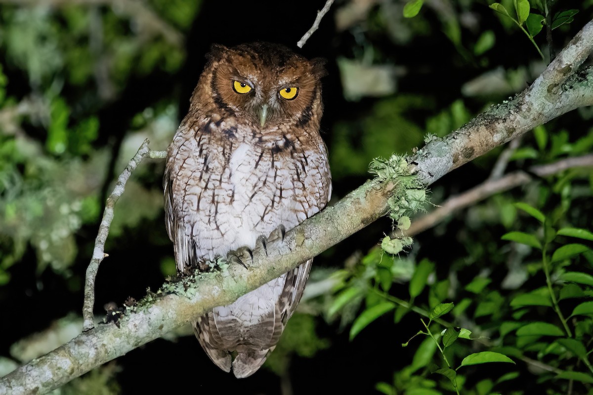 Long-tufted Screech-Owl - ML636616246