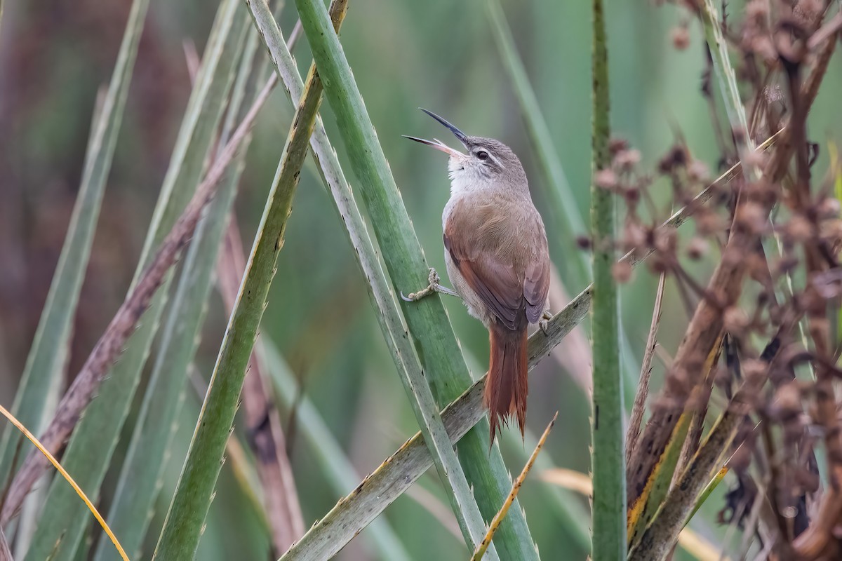 Straight-billed Reedhaunter - ML636616290