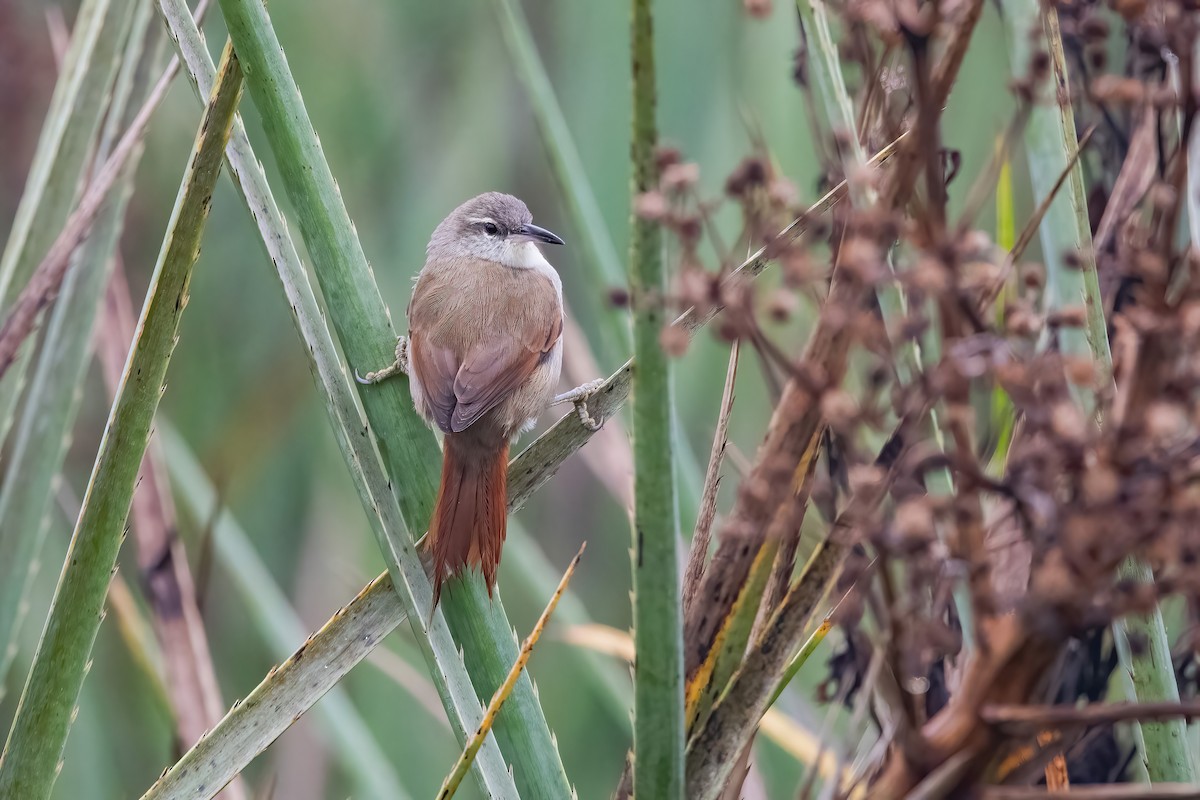 Straight-billed Reedhaunter - ML636616291