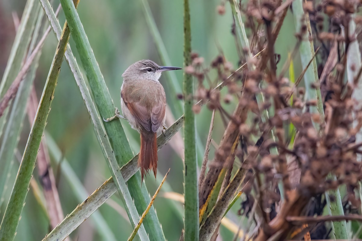 Straight-billed Reedhaunter - ML636616294