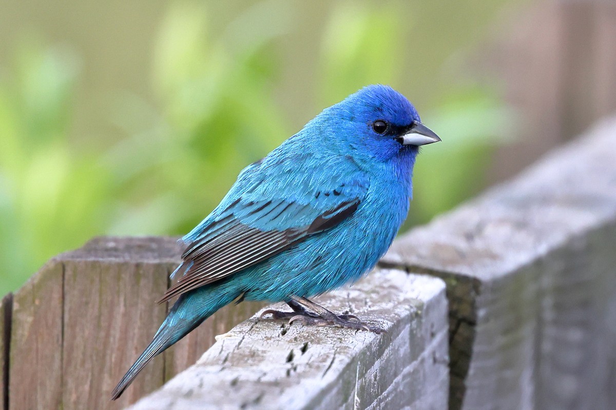 Indigo Bunting - ML636616349
