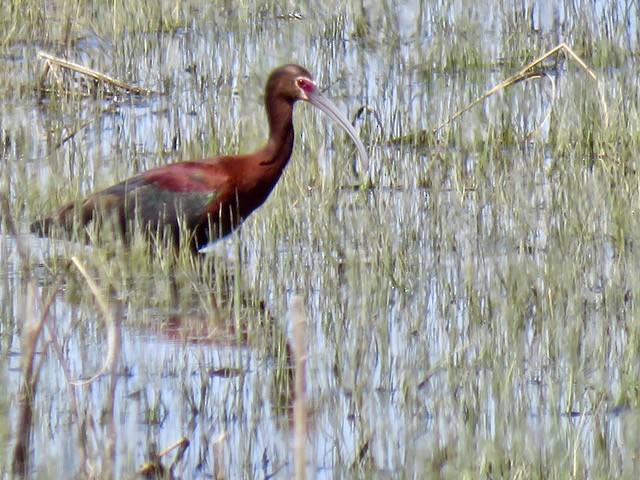 White-faced Ibis - ML636616370