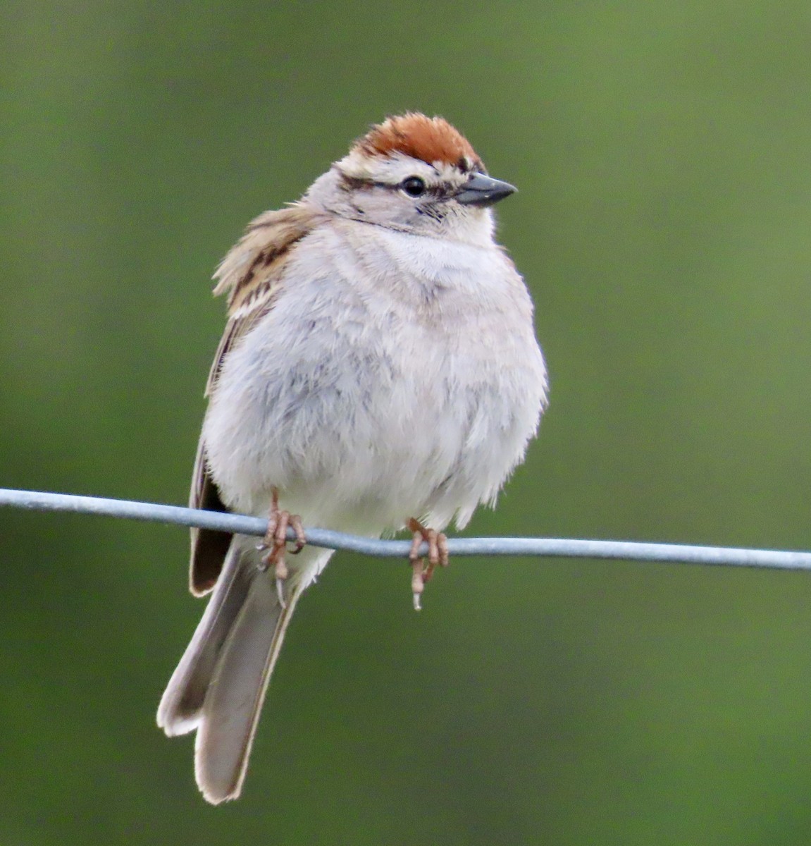 Chipping Sparrow - ML636616420