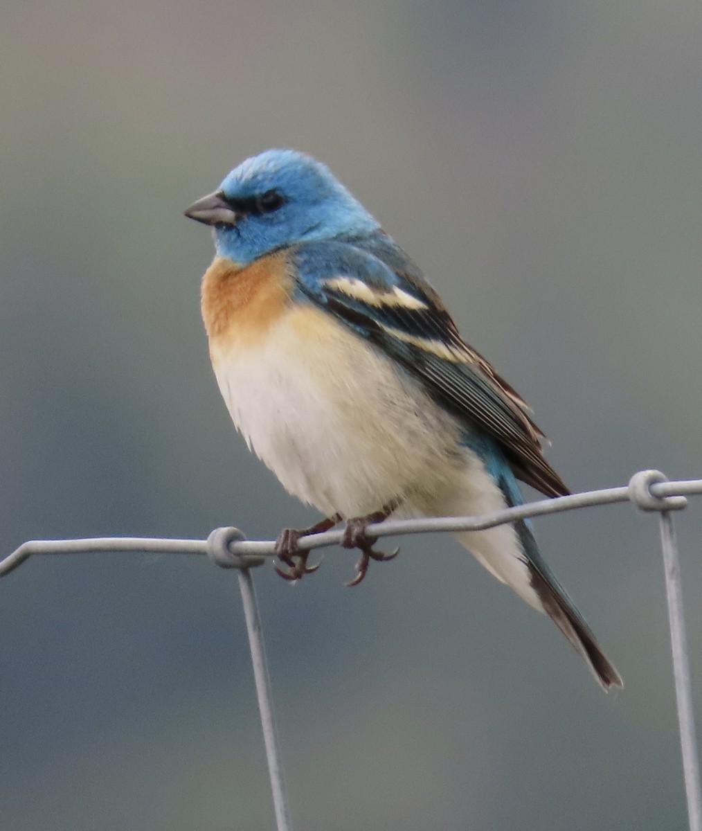 Lazuli Bunting - ML636616482