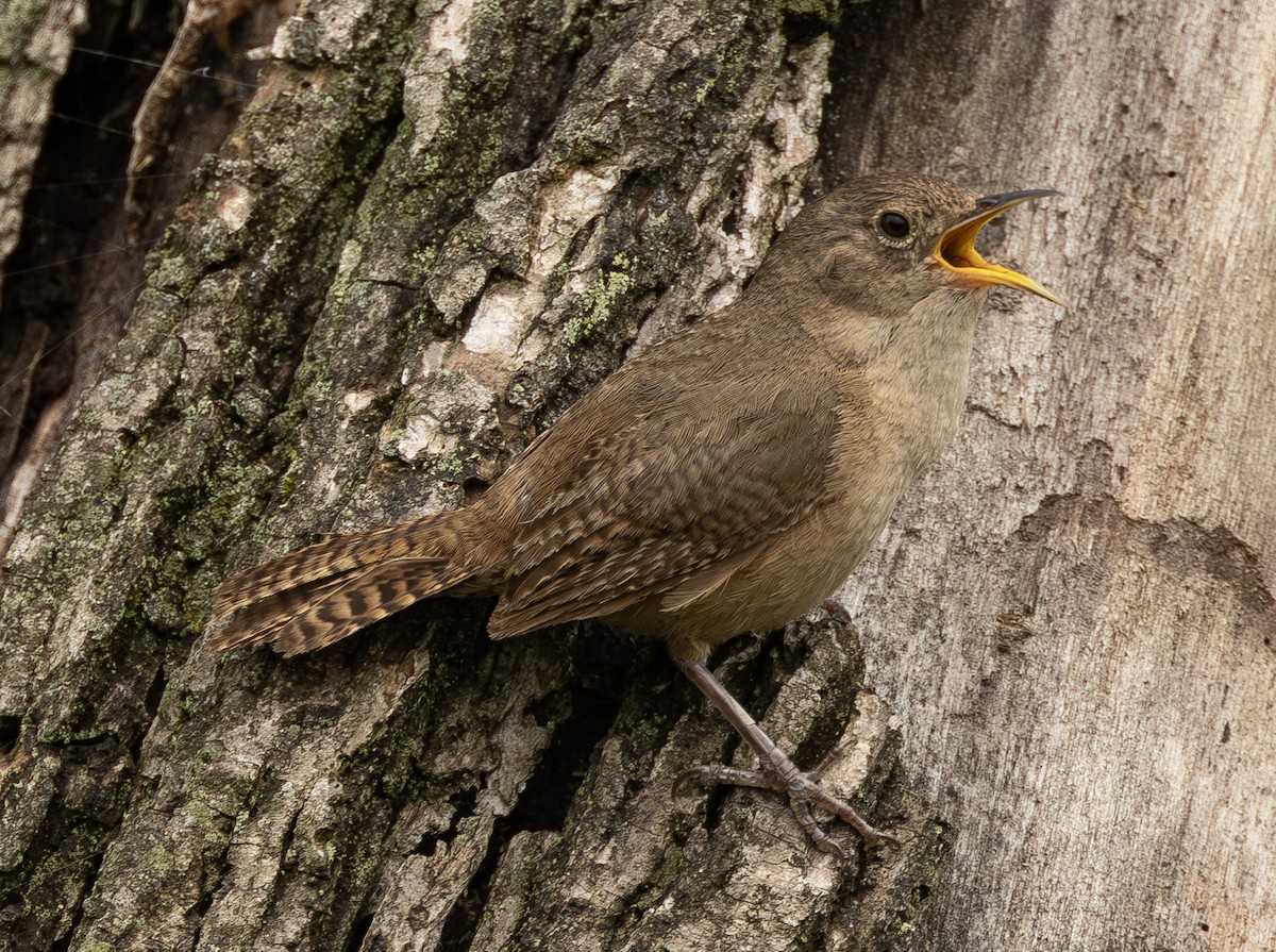 Southern House Wren - ML636616519
