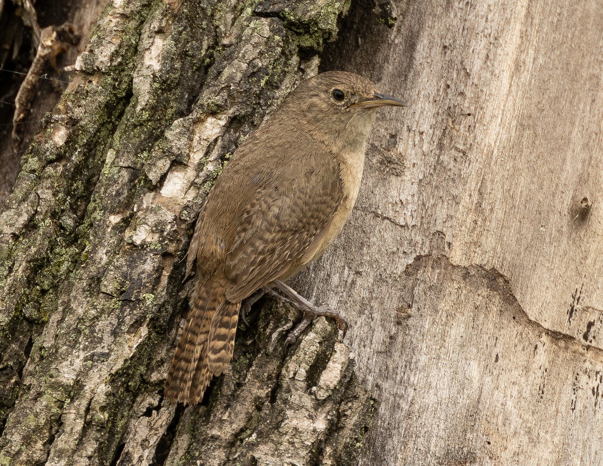 Southern House Wren - ML636616520