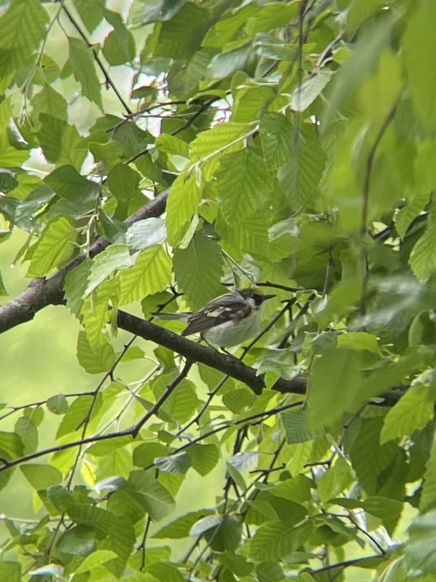 Chestnut-sided Warbler - ML636616525