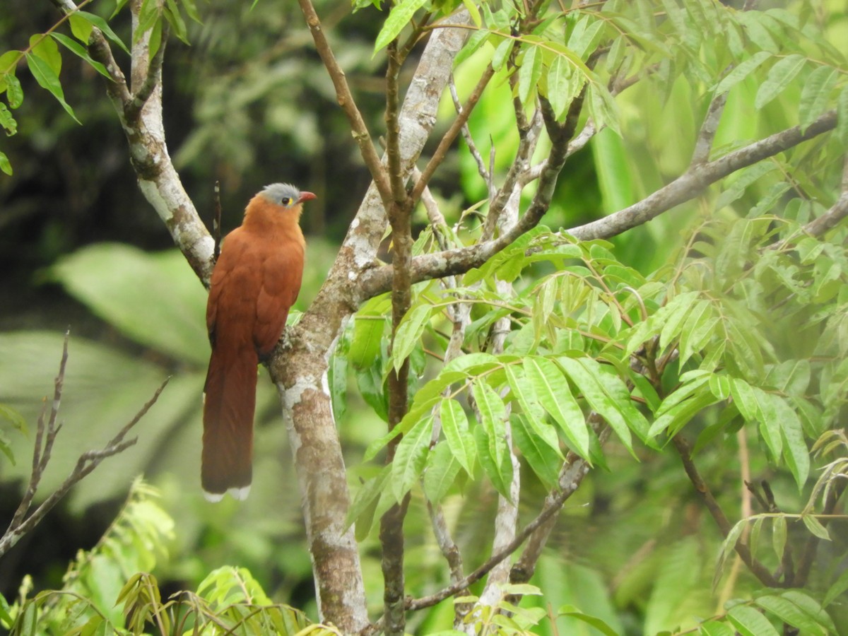 Black-bellied Cuckoo - ML636616539