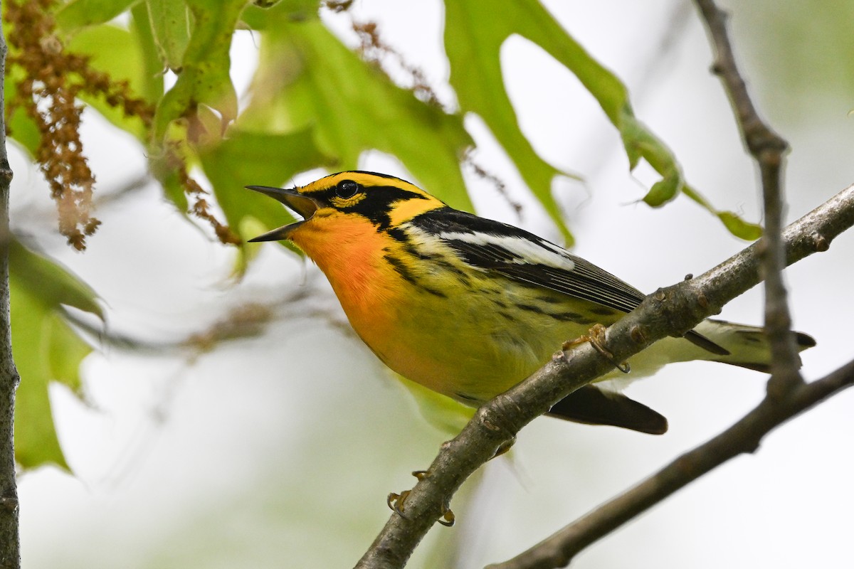 Blackburnian Warbler - ML636616544