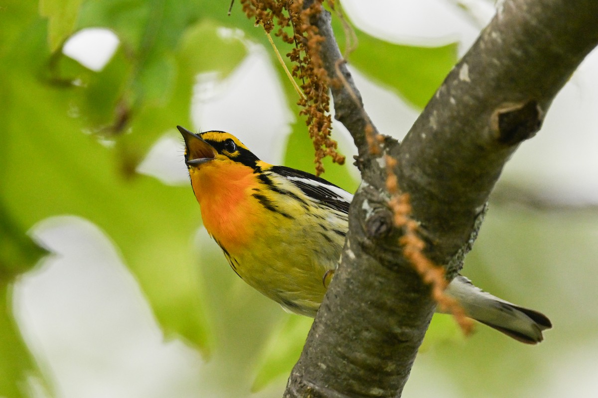 Blackburnian Warbler - ML636616548