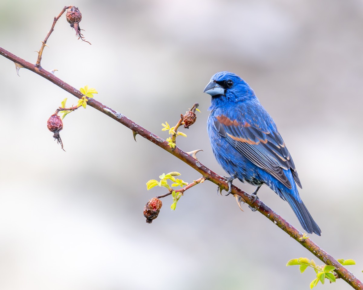 Azurfink - ML636616561