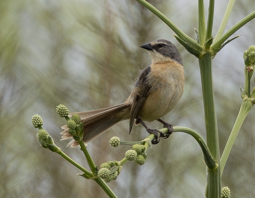 Long-tailed Reed Finch - ML636616572