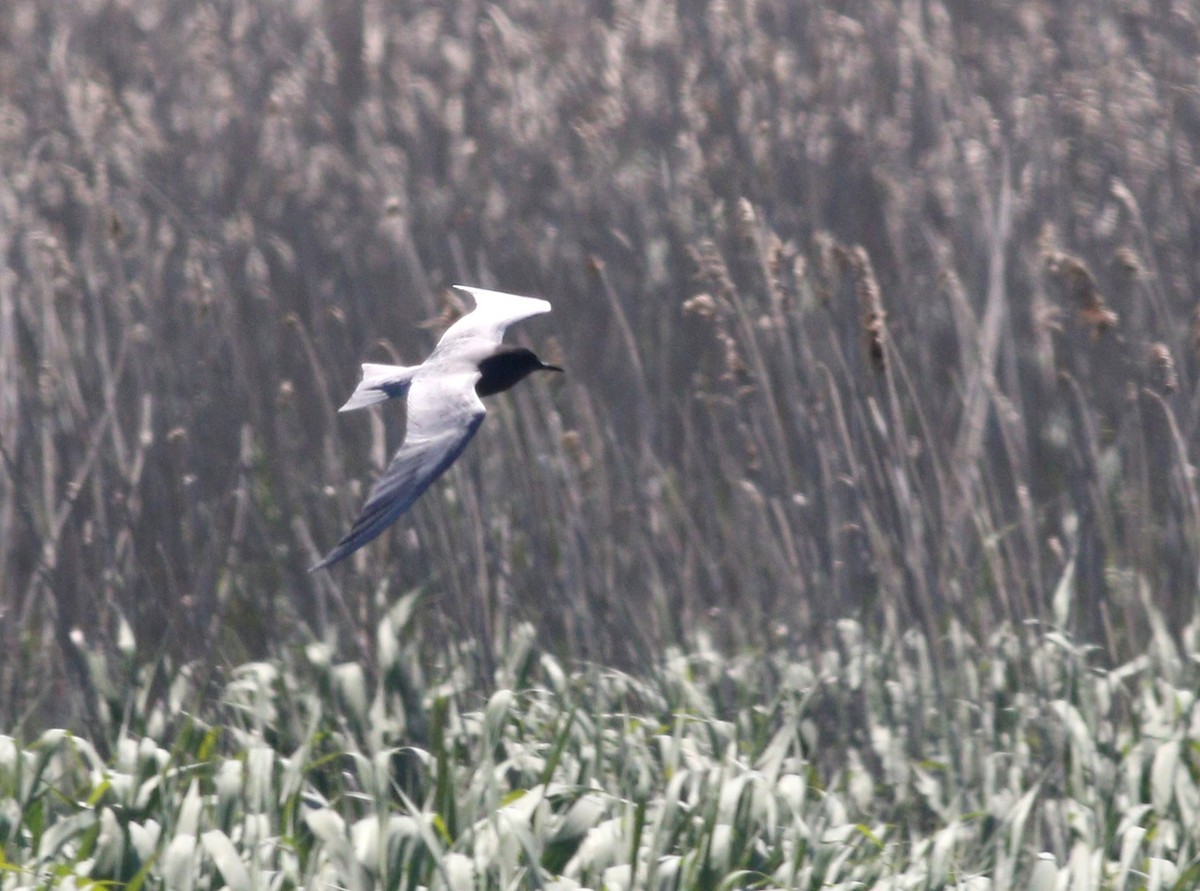 Black Tern - ML636616576