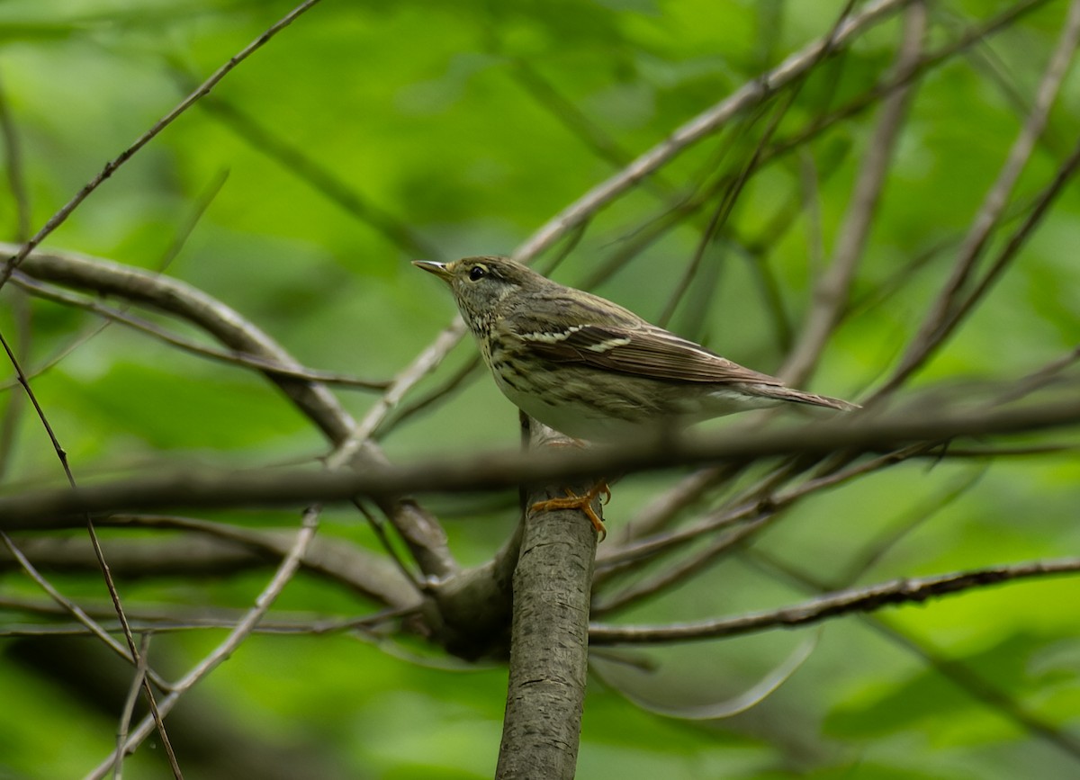 Blackpoll Warbler - ML636616588