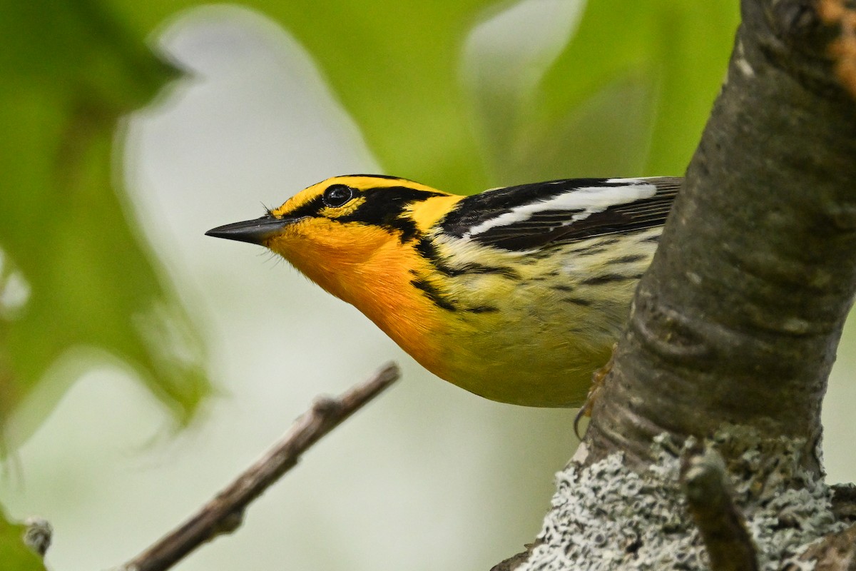 Blackburnian Warbler - ML636616613