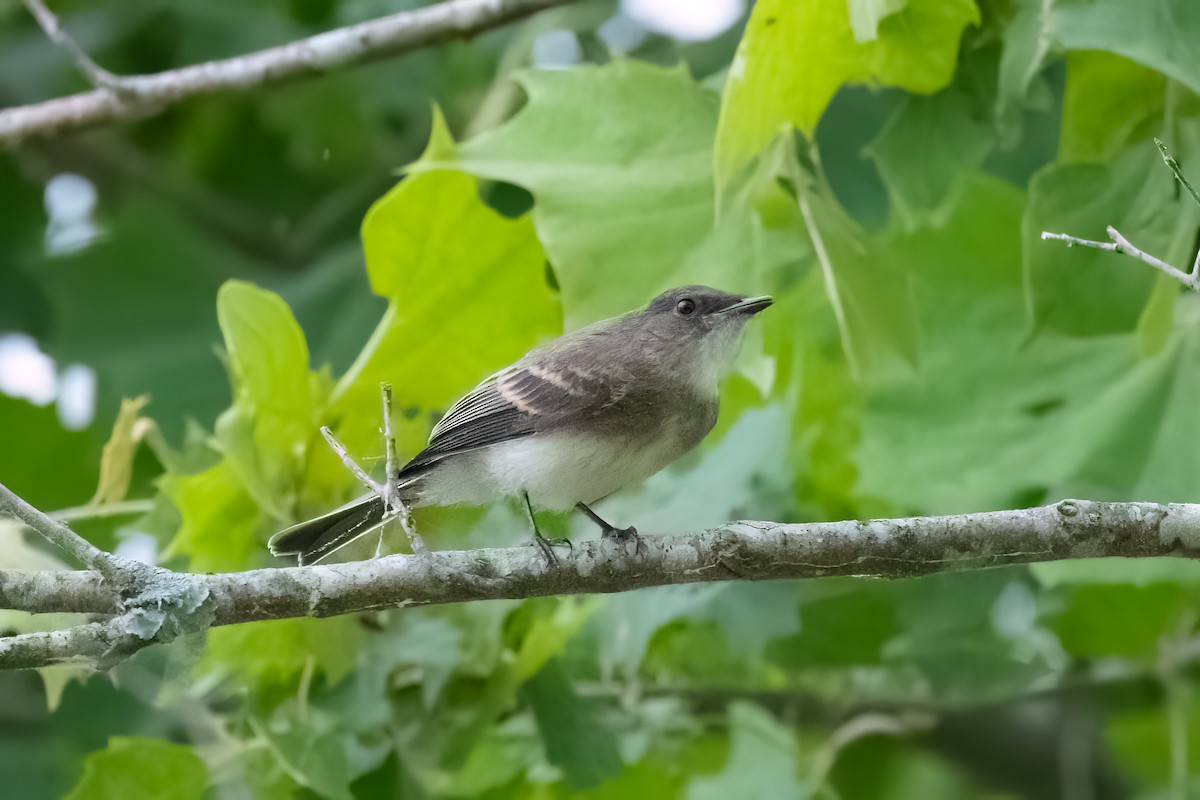 Empidonax sp. - ML636616618