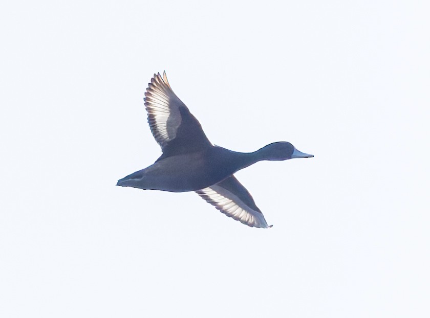 Southern Pochard - ML636616744