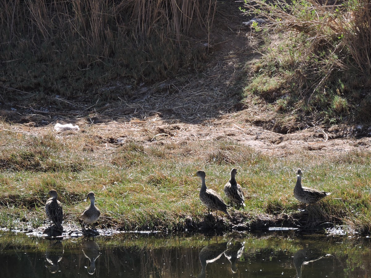 Yellow-billed Pintail - ML636616767