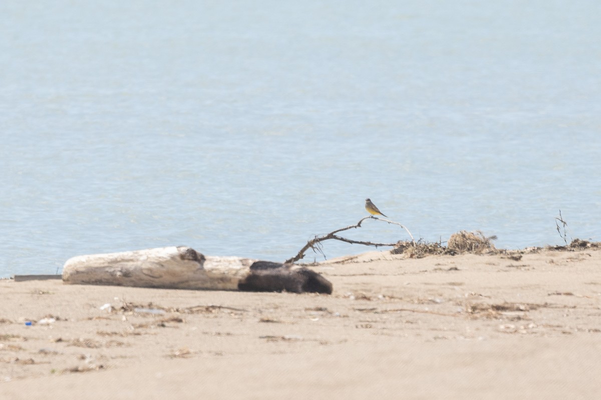 Cassin's Kingbird - ML636616777