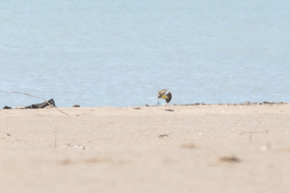 Cassin's Kingbird - ML636616778