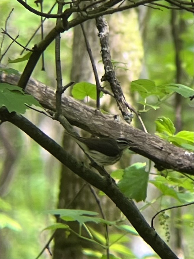 Louisiana Waterthrush - ML636616781
