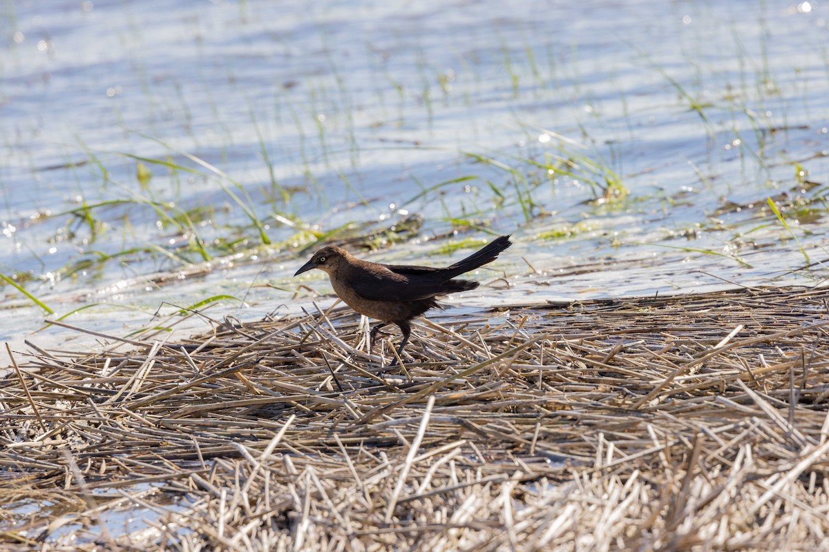 Boat-tailed Grackle - Dixie Sommers