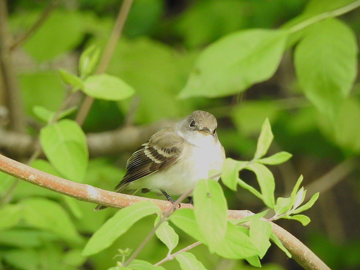 Willow Flycatcher - ML636616842