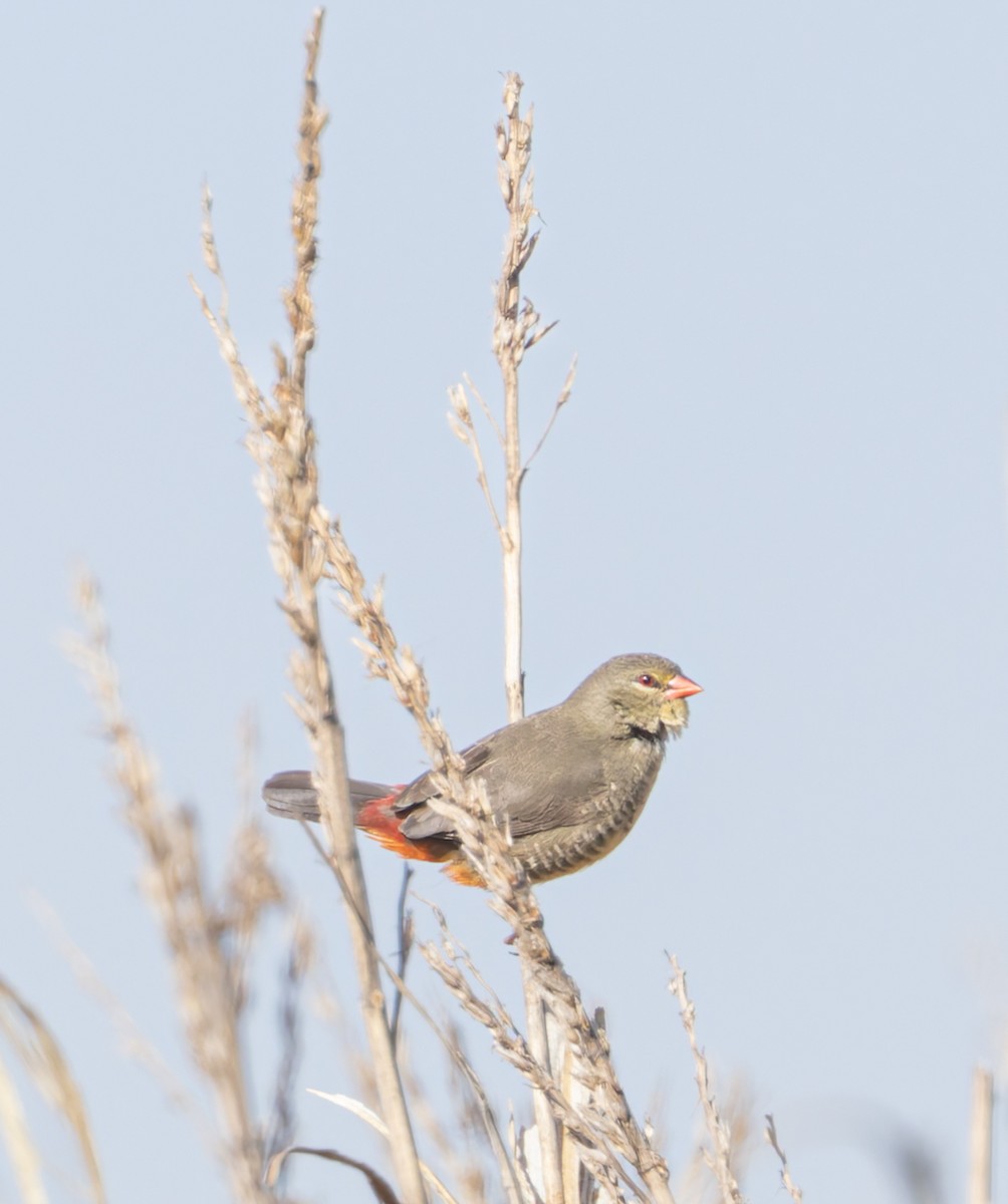 Zebra Waxbill - ML636616848
