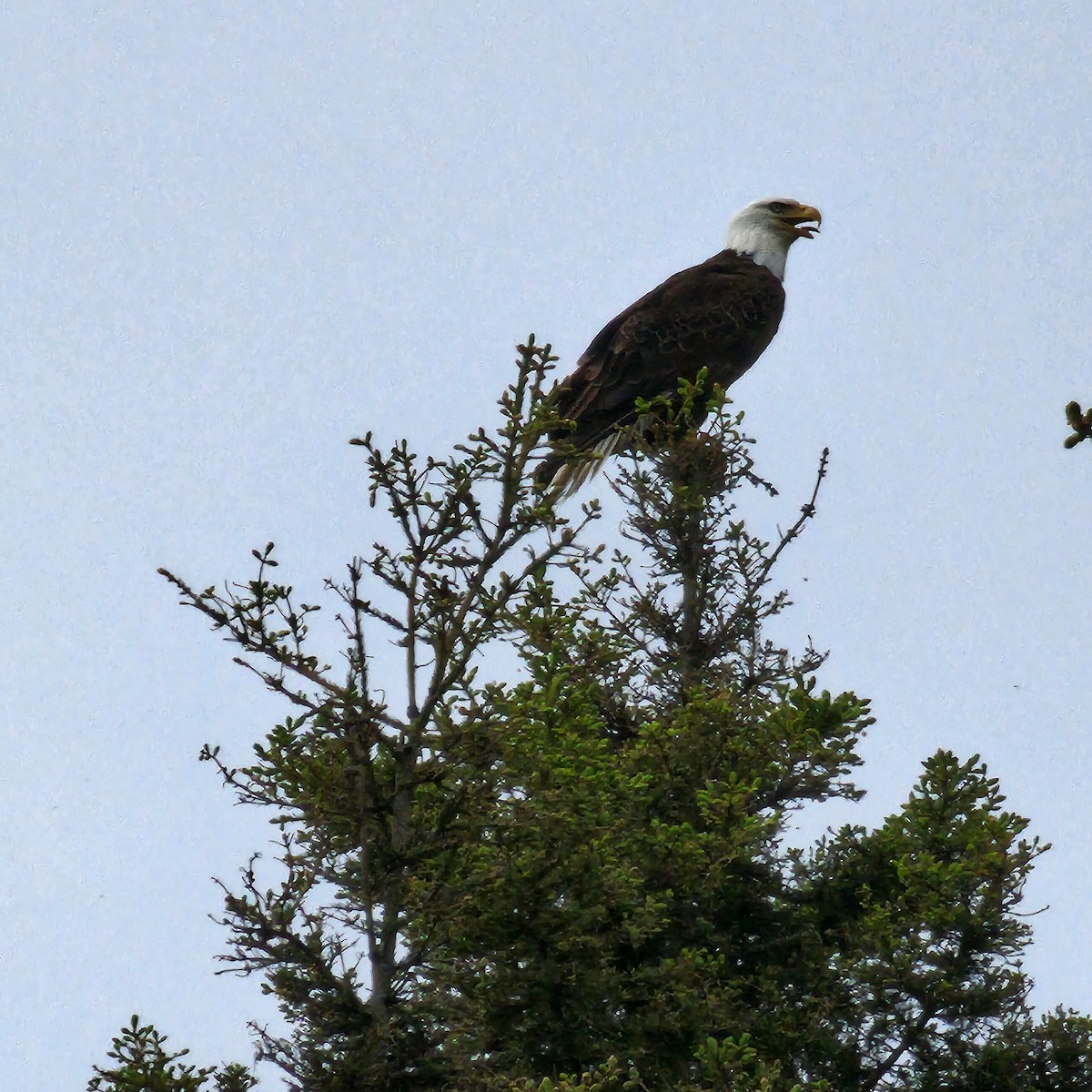 Bald Eagle - ML636616910