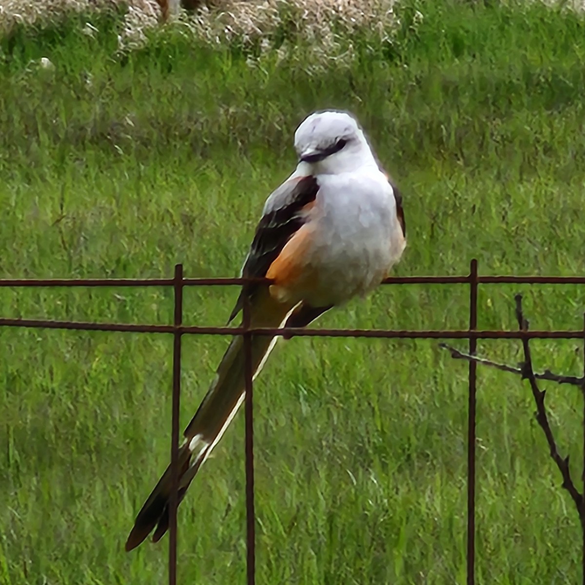 Scissor-tailed Flycatcher - ML636616935