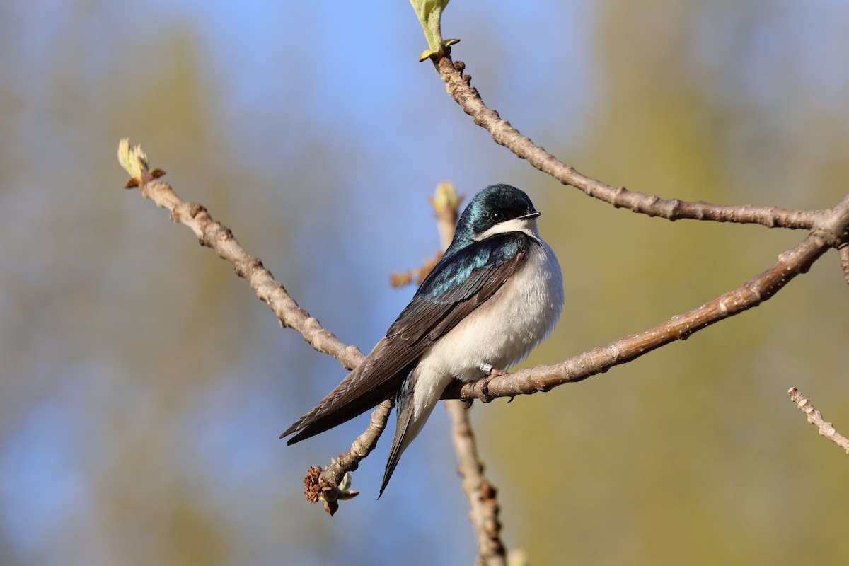 Tree Swallow - ML636616980