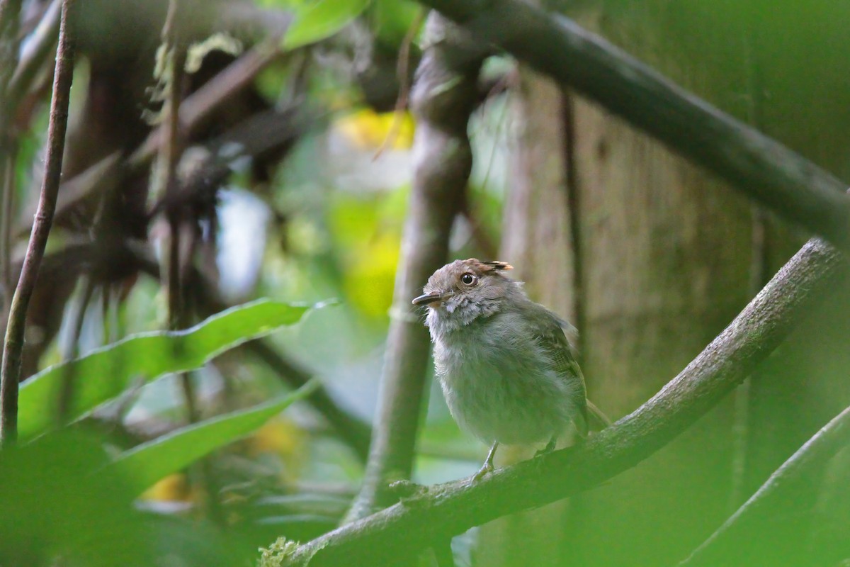 Scale-crested Pygmy-Tyrant - ML636617141