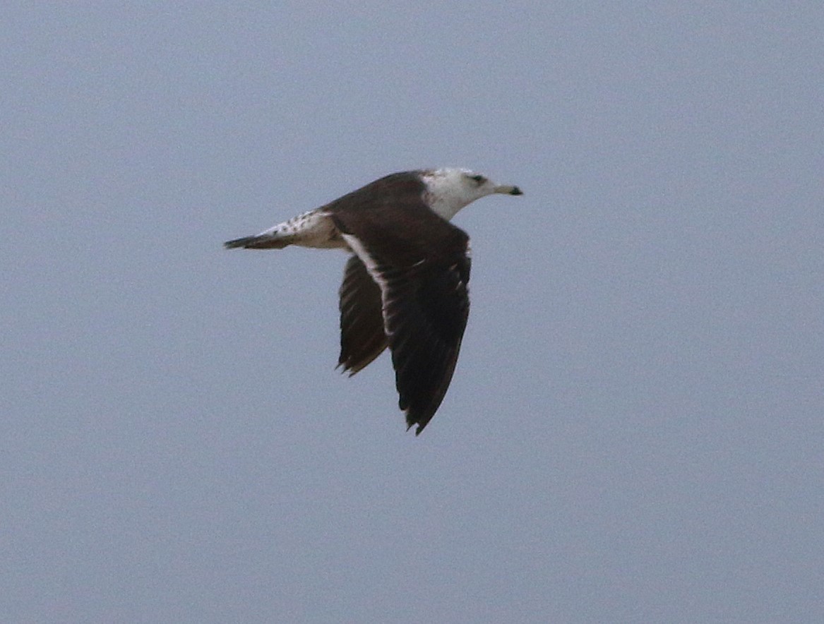 Lesser Black-backed Gull (fuscus) - ML636617348