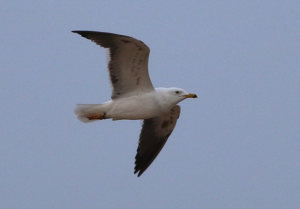 Lesser Black-backed Gull (fuscus) - ML636617349