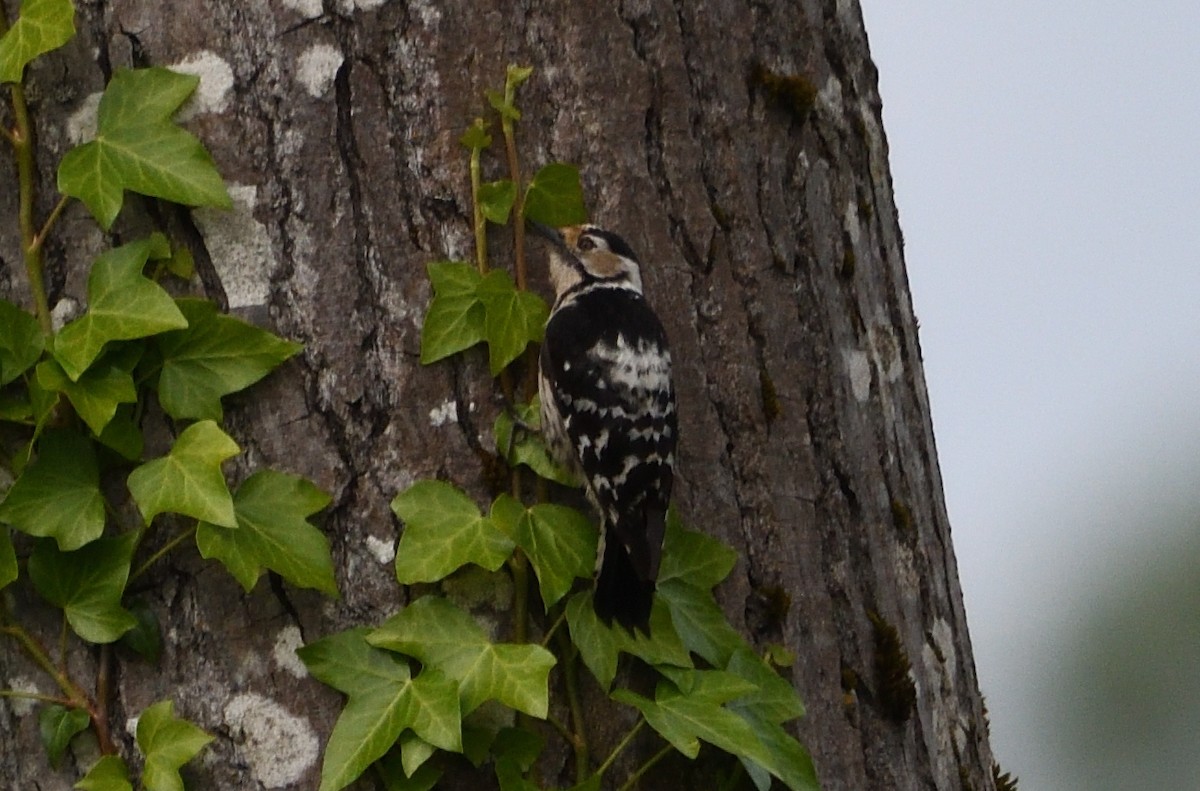 Lesser Spotted Woodpecker - ML636617403